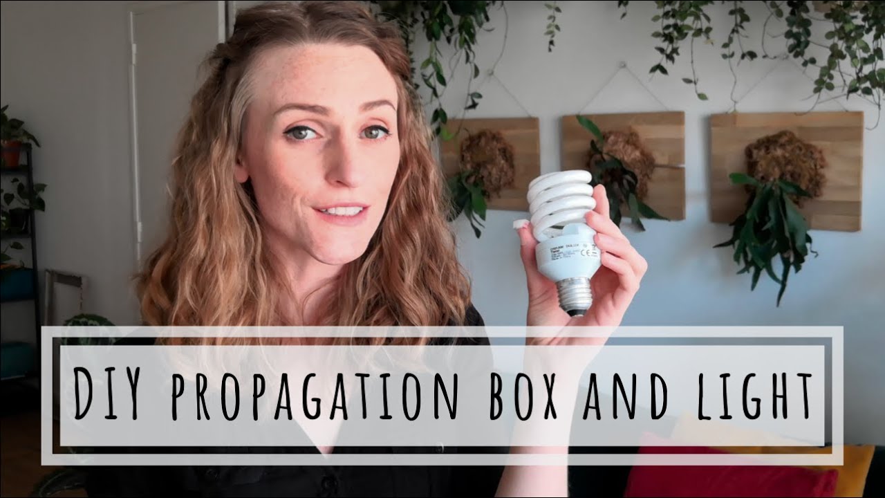 Cheap DIY propagation box and grow light