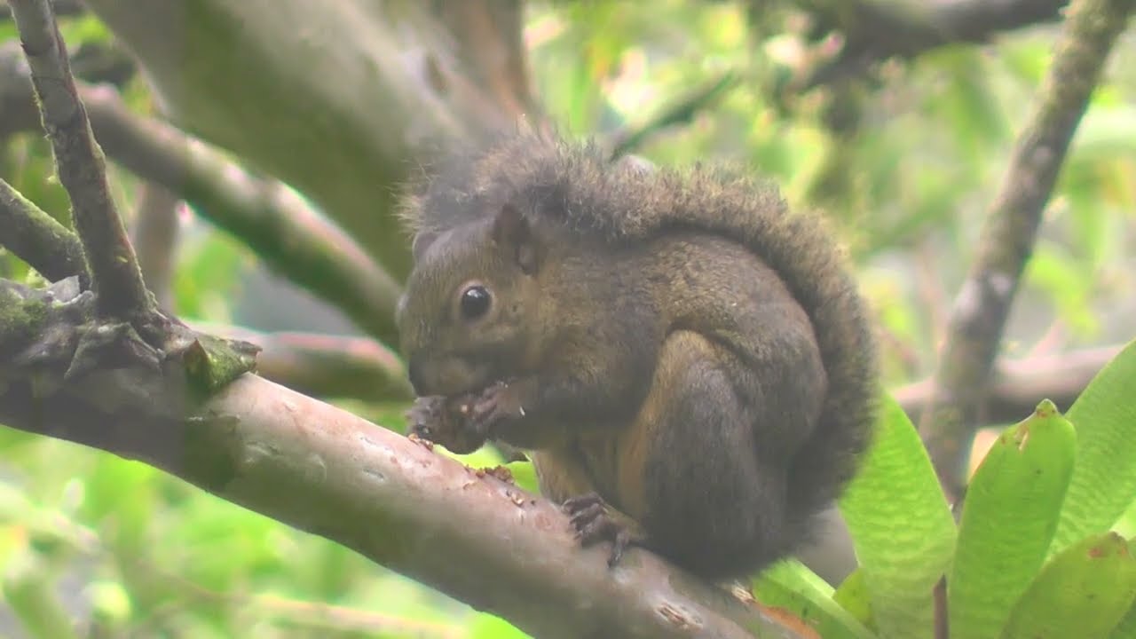 Wildlife at the hotel Bosque de Paz Costa Rica.