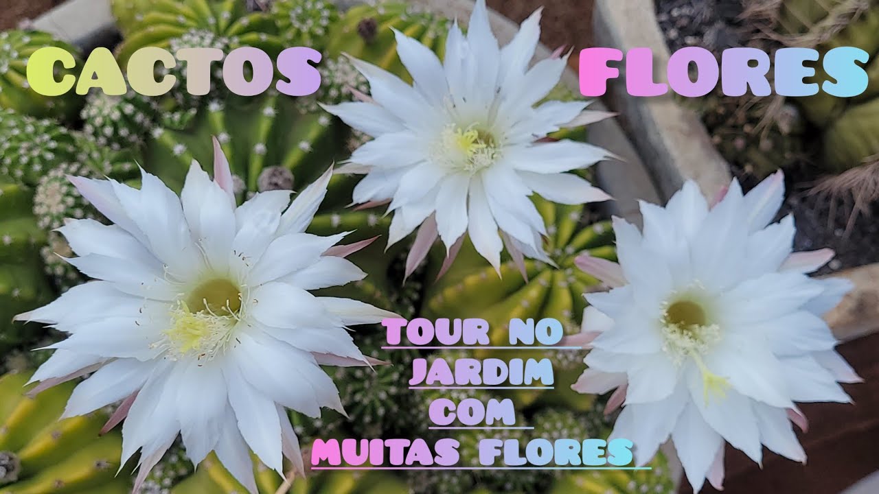 TOUR COM AS FLORES DA SAMANA. 💚🌵#cactoflorido #cactus #plantas #jardimdecactos #flores #cactobrasil💚