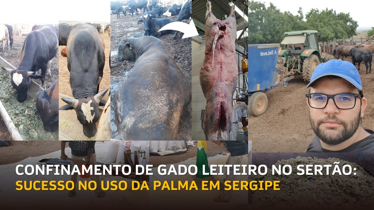 CONFINAMENTO A BASE DE PALMA NO SERTÃO DE SERGIPE: DIETA, MANEJO E ROTINA!