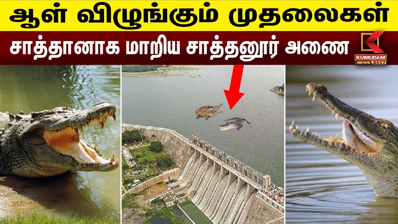 ஆள் விழுங்கும் முதலைகள்🐊.. சாத்தானாக மாறிய சாத்தனூர் அணை | Crocodiles in Sathanur Dam | Kumudam News