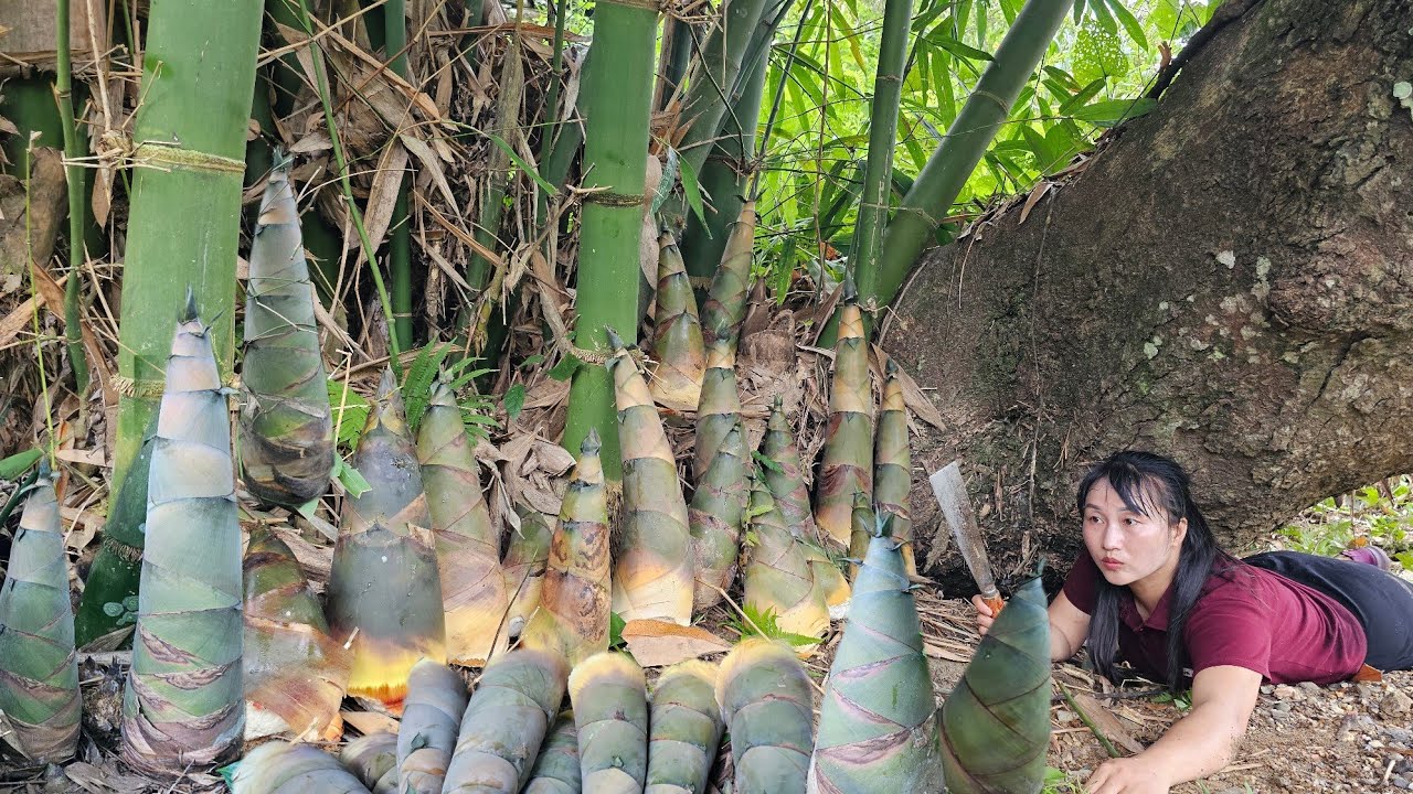 Harvesting giant bamboo shoots and capon to sell at the market - Life in the mountains.
