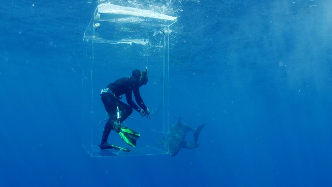 L'&icirc;le des requins g&eacute;ants: il est entour&eacute; de requins et sa cage ne ferme plus !