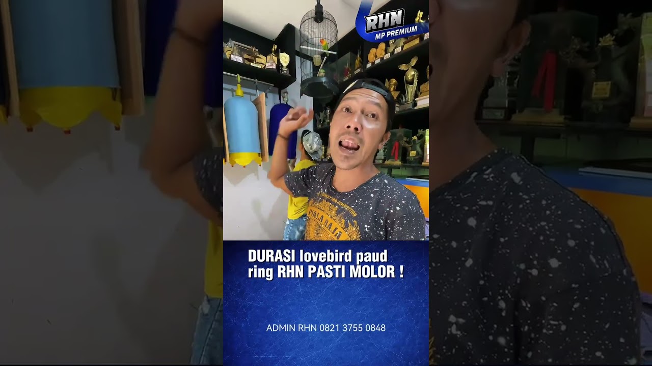 Jangan heran kalau durasi lovebird paud ring RHN PASTI MOLOR..#lovebird #lovebirdmania #rhnsalatiga