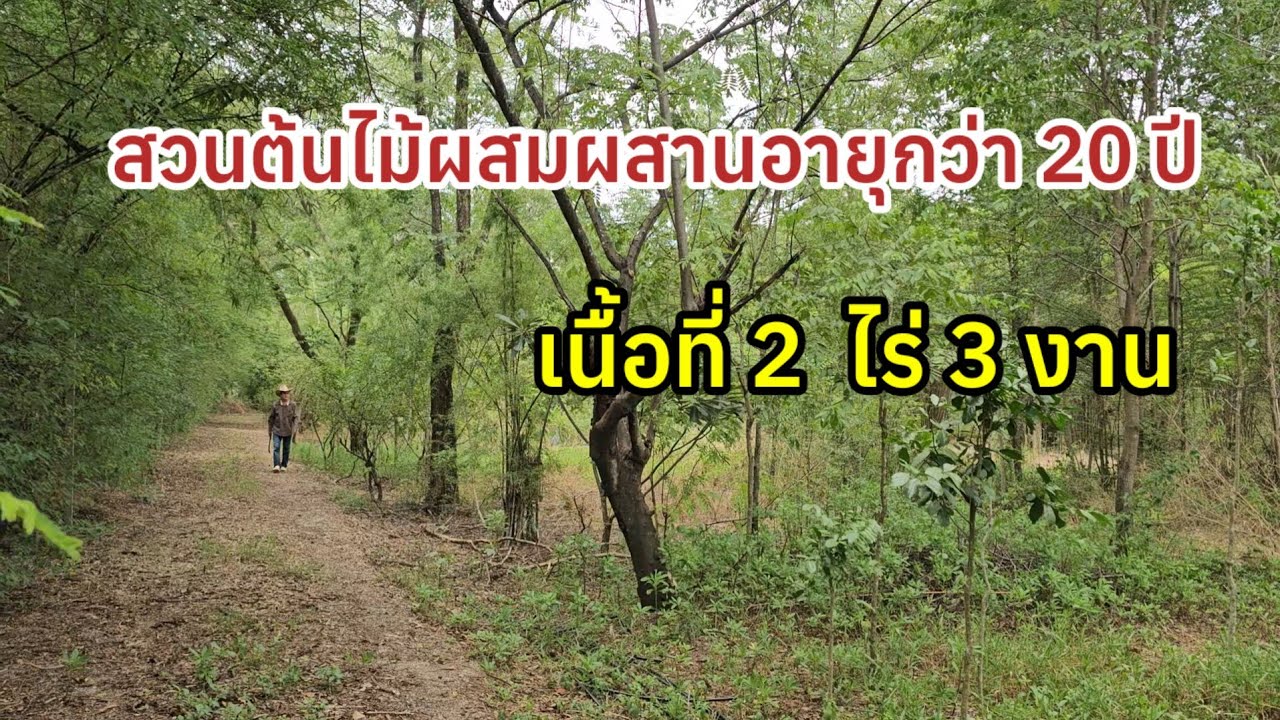 สวนต้นไม้ผสมผสานอายุกว่า 20 ปี ราคาไร่ละ 460,000 บาท ชุมชนหมู่บ้าน ห่างจาก7-11 เพียง 3 กิโลเมตร 