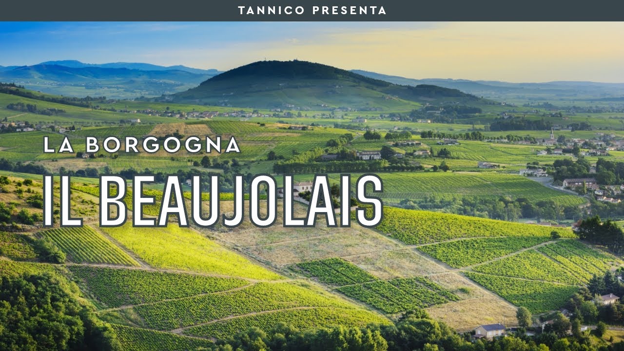 Il vino del Beaujolais | Tannico Flying School