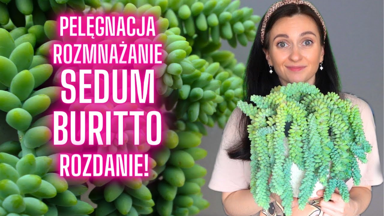 Sedum Brutto 🍇 Pielęgnacja i rozmnażanie,🍇ROZDANIE 🌱Roślinki Gosi 🌱 Gosia i Miłosz