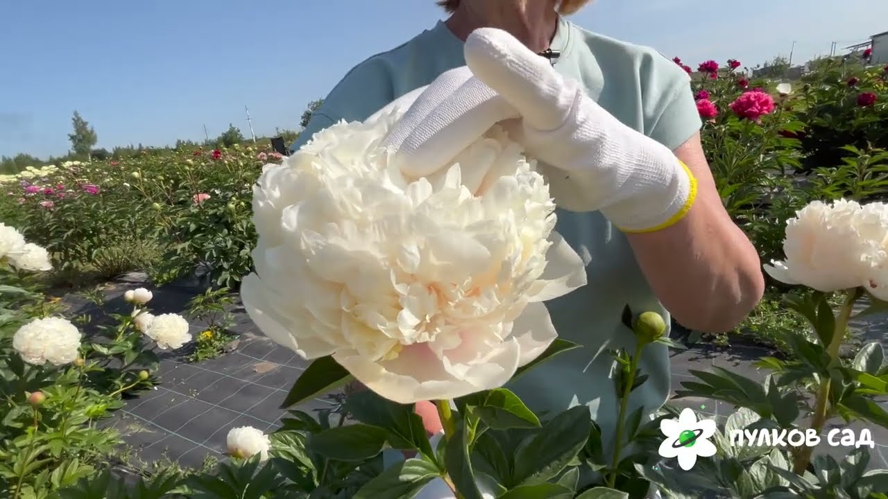 Colonel Owen Cousins peony. Колонель Оуен Казенс пион. Пулков сад