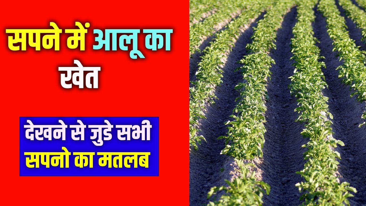 Sapne me Aalu ka Khet Dekhna || Seeing Potato Field in dream || Aalu Ke Khet ka Sapna dekhna
