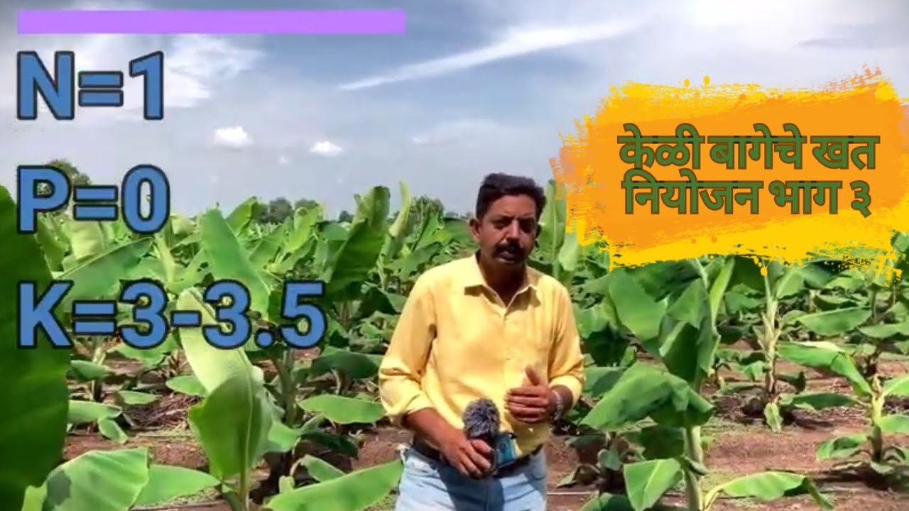 केळी बागेचे खत नियोजन भाग ३