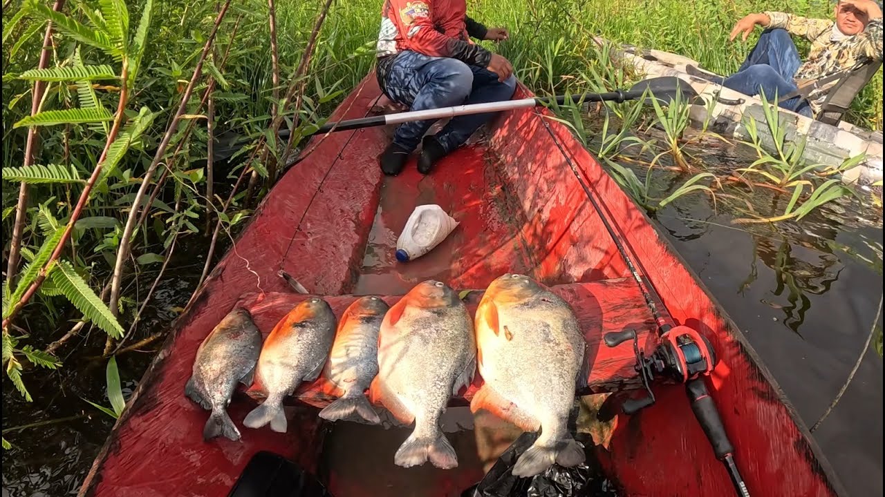 Amigos de la Pesca cap 57:  Pescando en una Laguna escondida en la Selva del Guaviare