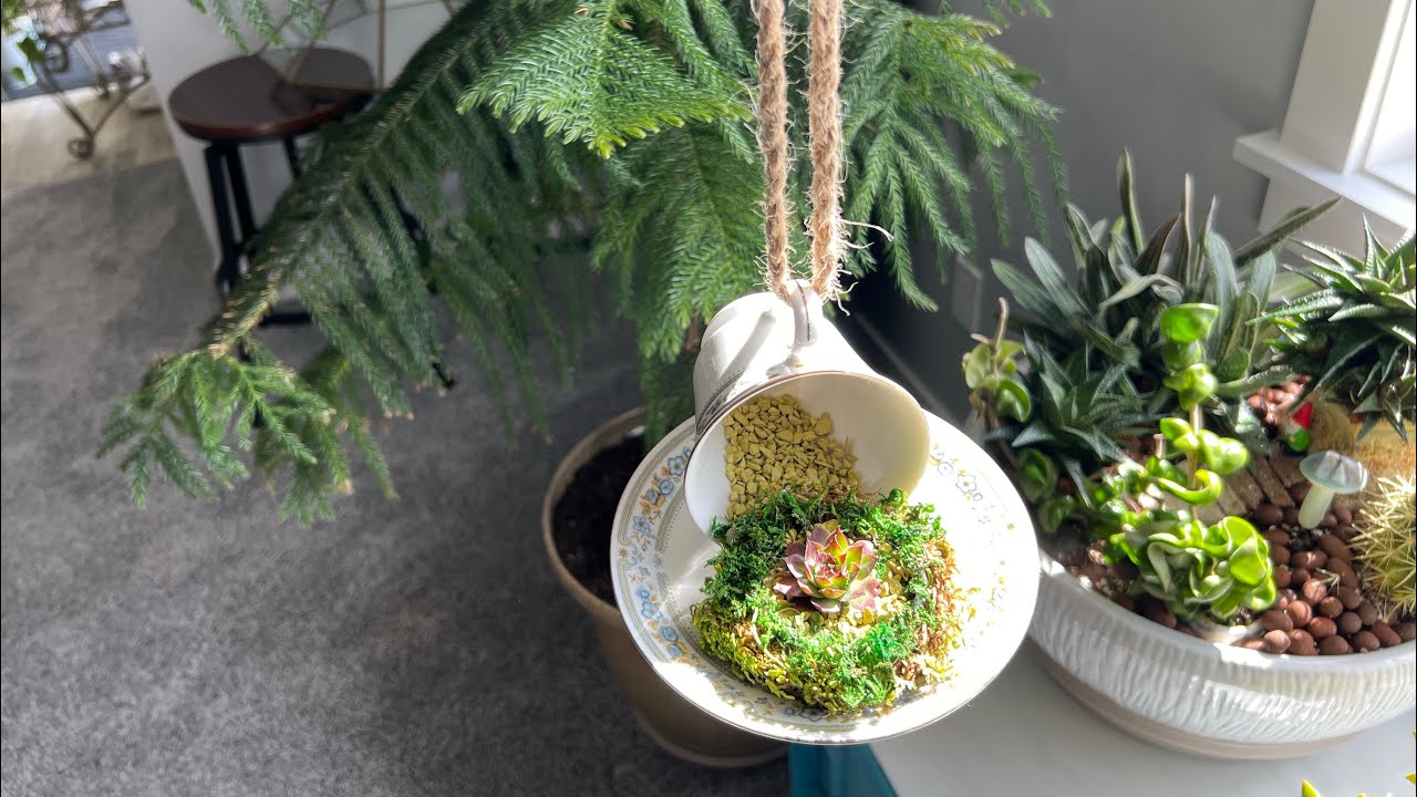 Creating succulent arrangements in different vessels|Upcycling unused cups, glasses for succulents