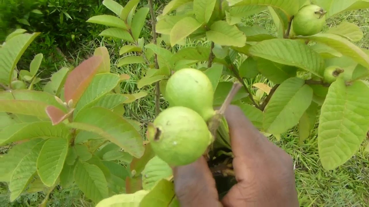 UMUTI WO KWIKINISHA | Uku niko wivura kwikinisha burundu
