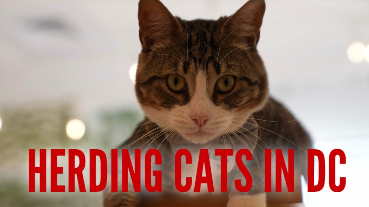 Politics in DC is like herding cats, so I go give it a try.