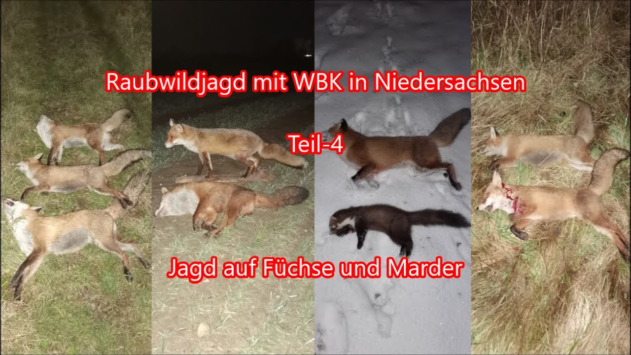 Raubwildjagd - Predator hunting - mit WBK in Niedersachsen Teil-4