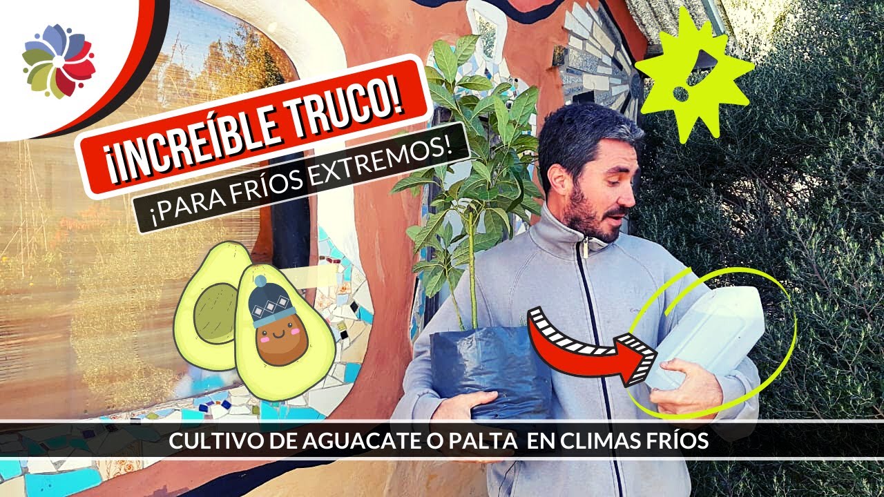 🥑 Agrégale esto a tu AGUACATE o PALTA para que SOBREVIVA al FRÍO EXTREMO