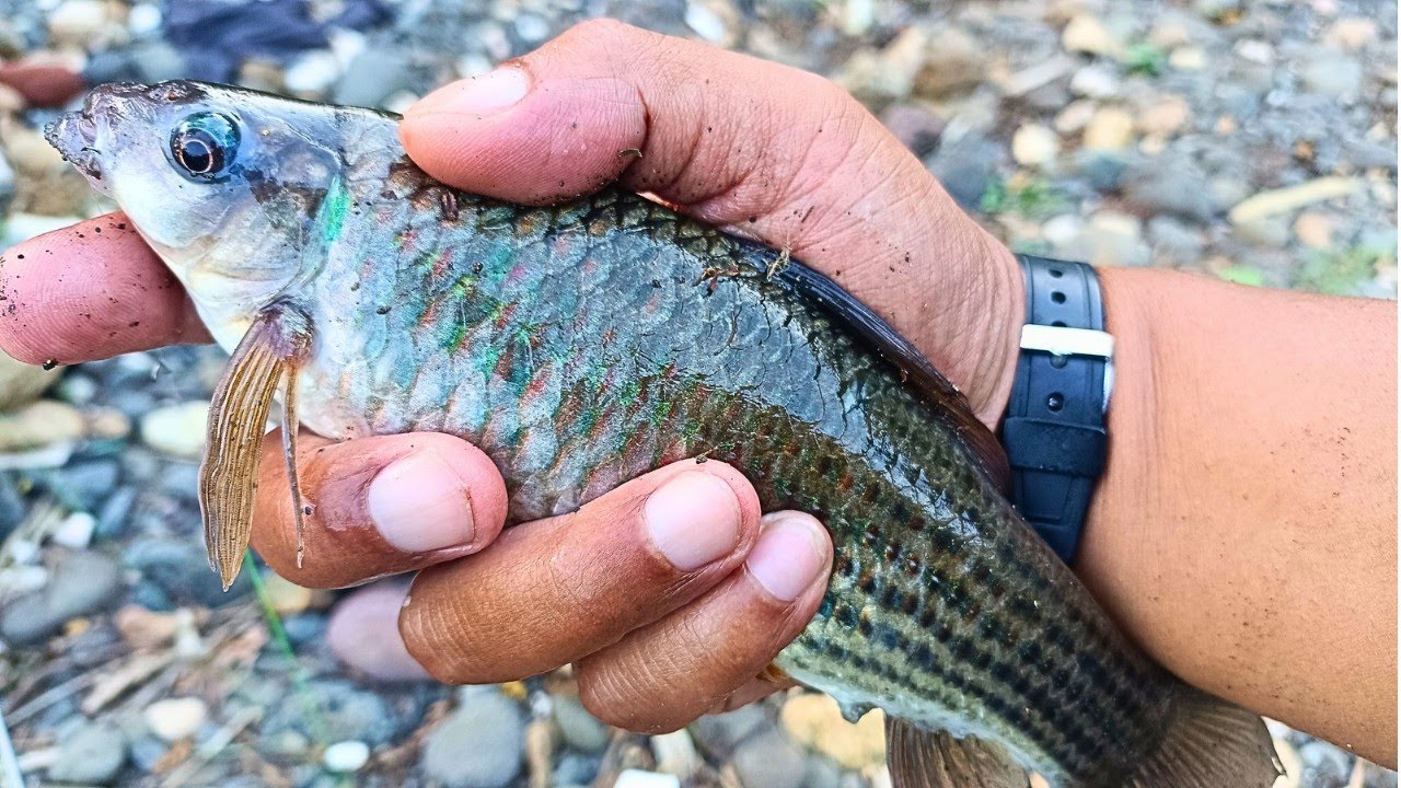 WAJIB TAU‼️ SETTINGAN RANGKAIAN RENTENG MANCING IKAN NILEM/MELEM