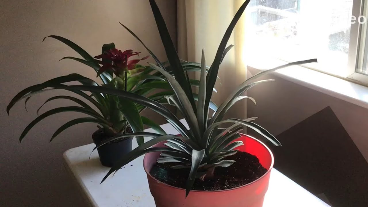 How to force a pineapple plant to flower and get Fruit