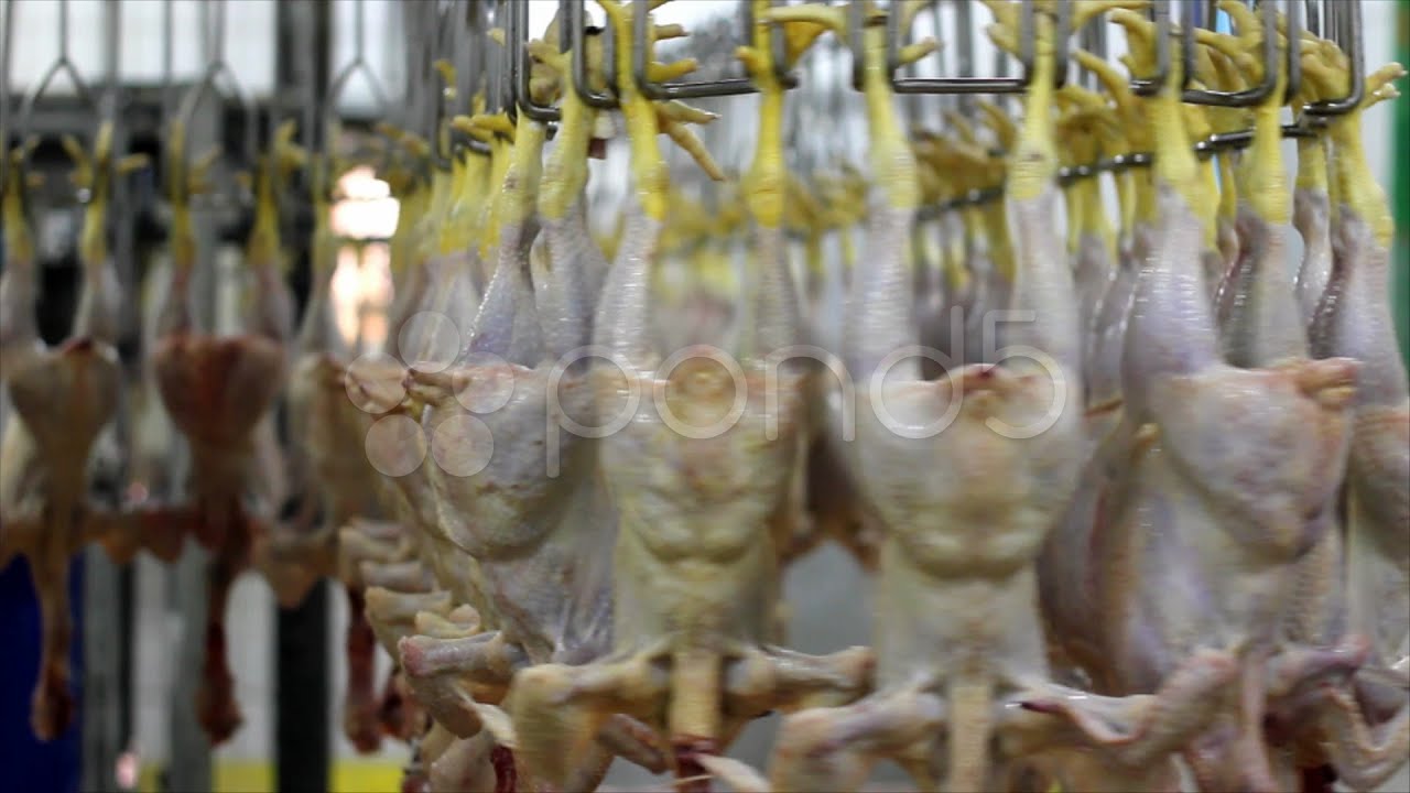 Food Processing Factory. Stock Footage