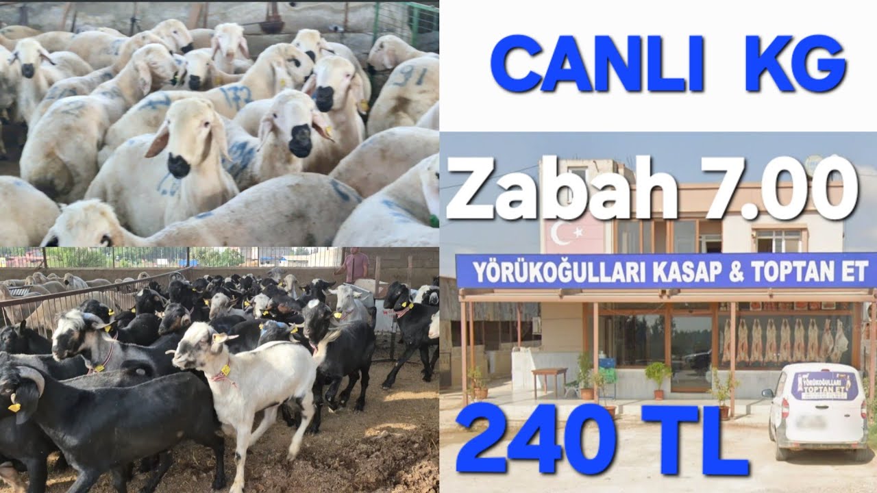 ADANA AYARIYLA OYNAYAN YÖRÜKOĞULLARI BESİ ÇİFTLİĞİ #2025 #abone #koyun #keçi #sarıçam #mustafalar