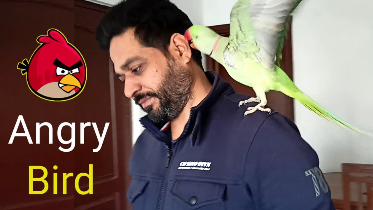 Pablo became Angry Birds😡-  Papa se fir Naaraz huaa Mummy ka Beta Parrot