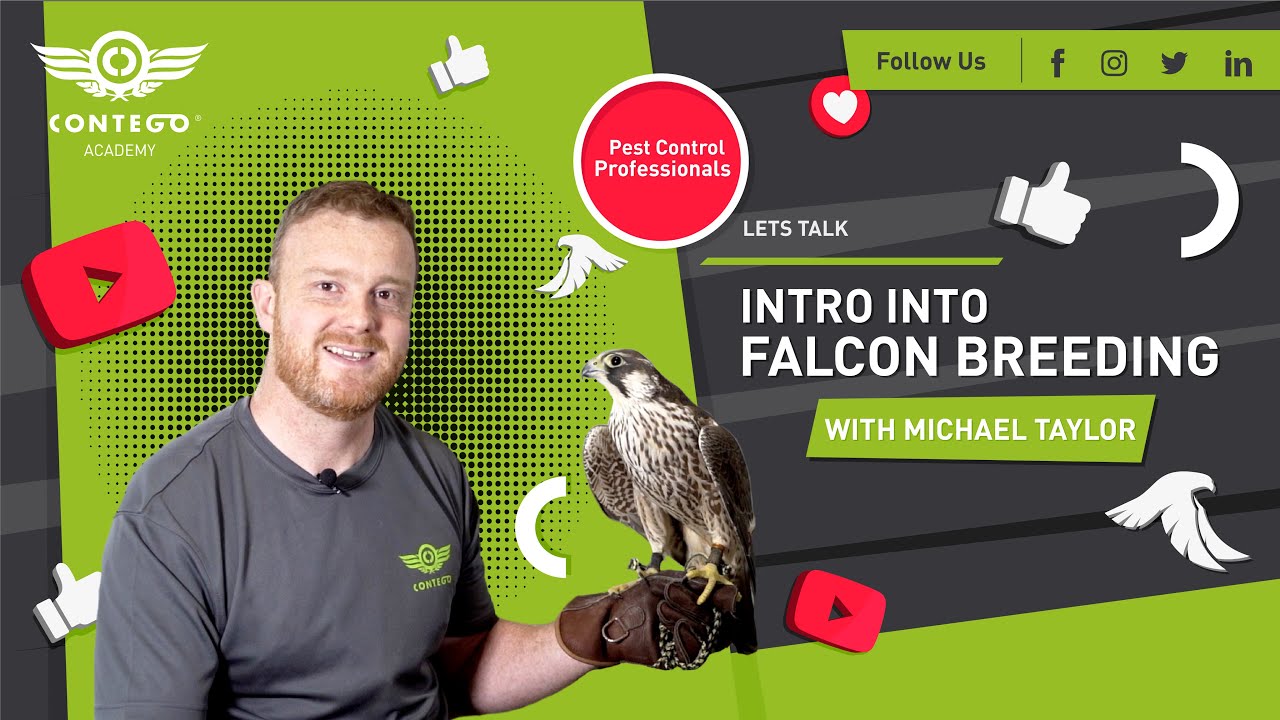 Falcon Breeding | a quick introduction!