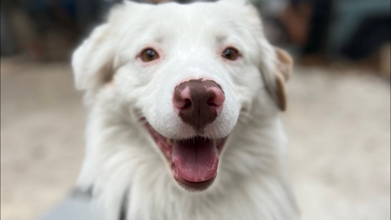 1st structured play session with recently adopted Australian Sheppard 