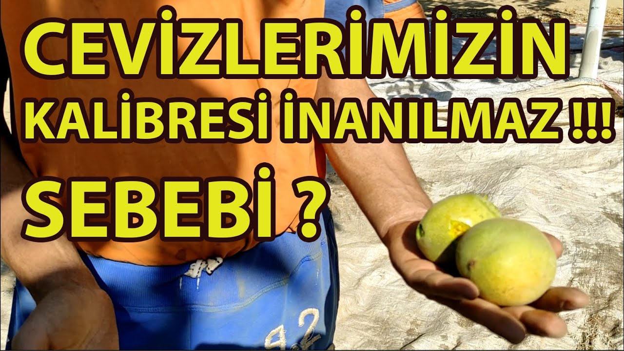 Ceviz Hasadı Yaptık. Kalibresi Çok İyi. Sebebi ise?