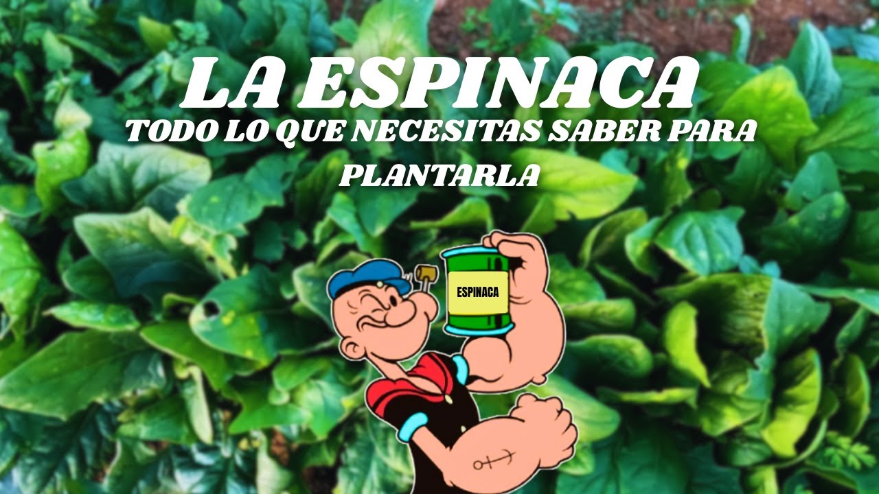 ¡COMO CULTIVAR ESPINACA Y MAS..!
