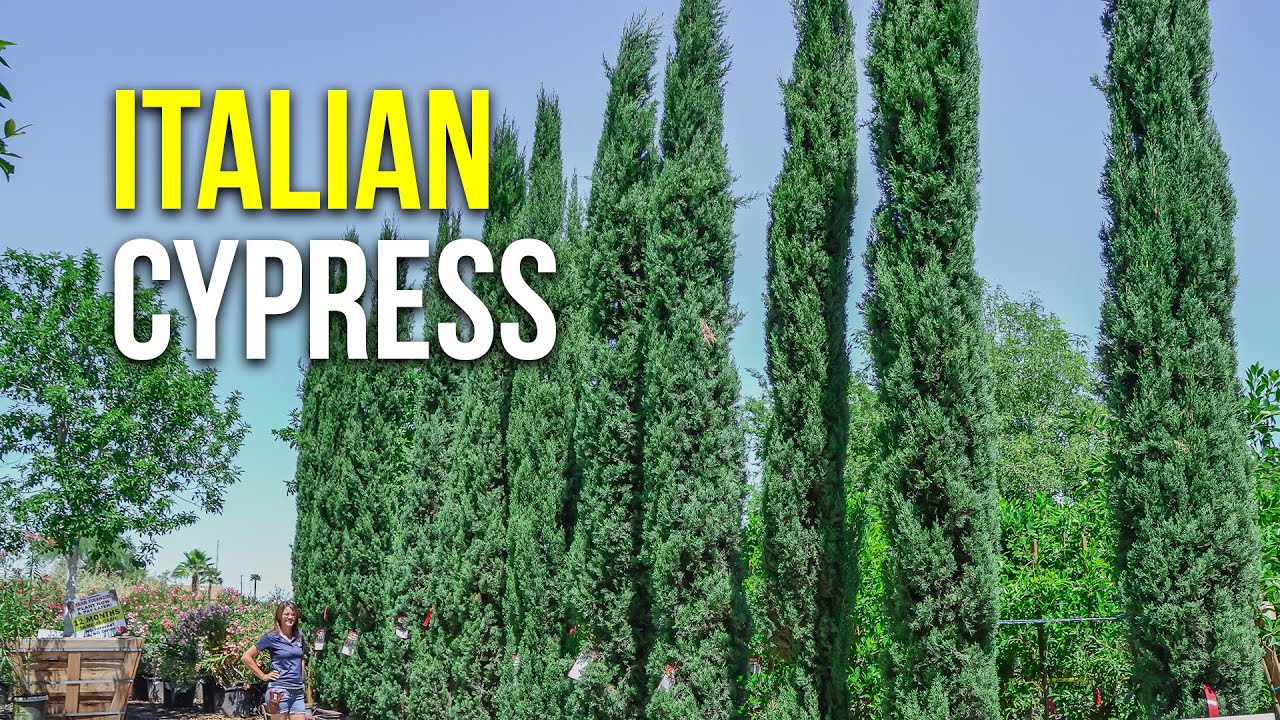 Italian Cypress