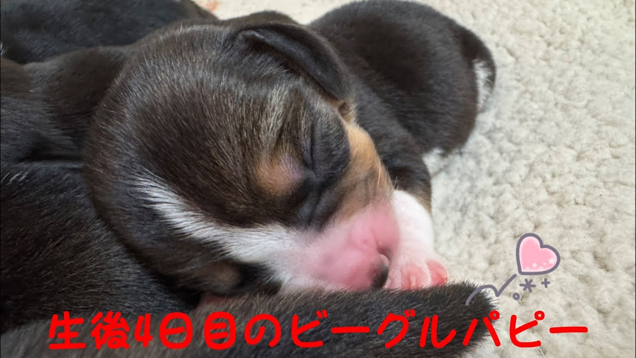 [ビーグル]生後4日目のパピーたち(ルビー)