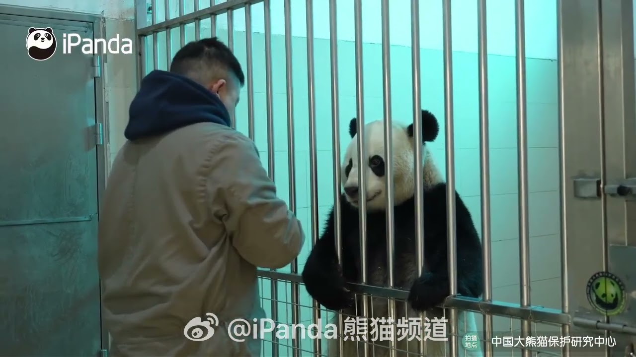 Bao Bao😘🌹 iPanda released on Jan. 30,2026.🌹#iPanda##CCRCGP#