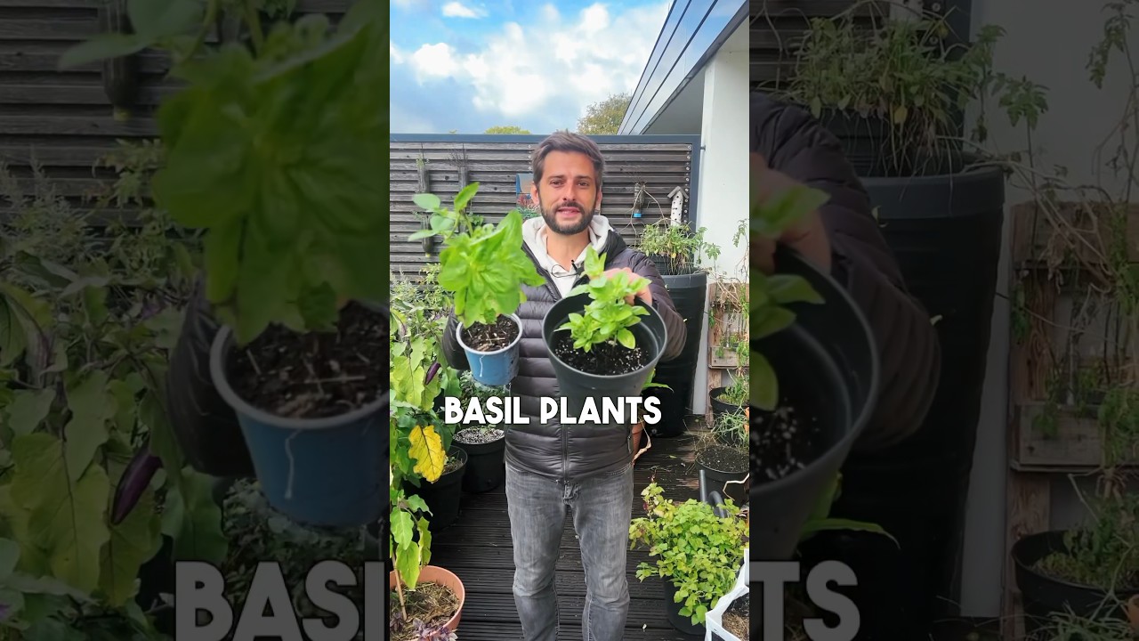Here is what to do with your Basil before winter 🌱 #basil #gardening #garden