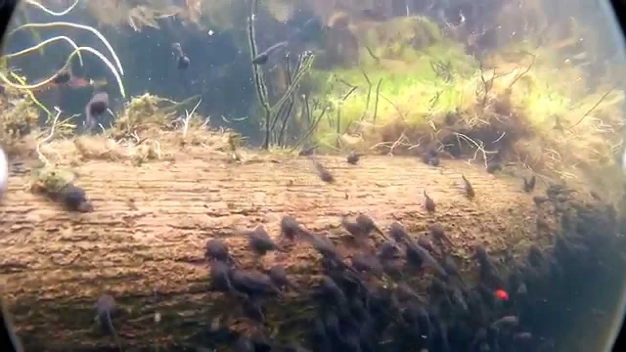 Sukellus suolampeen