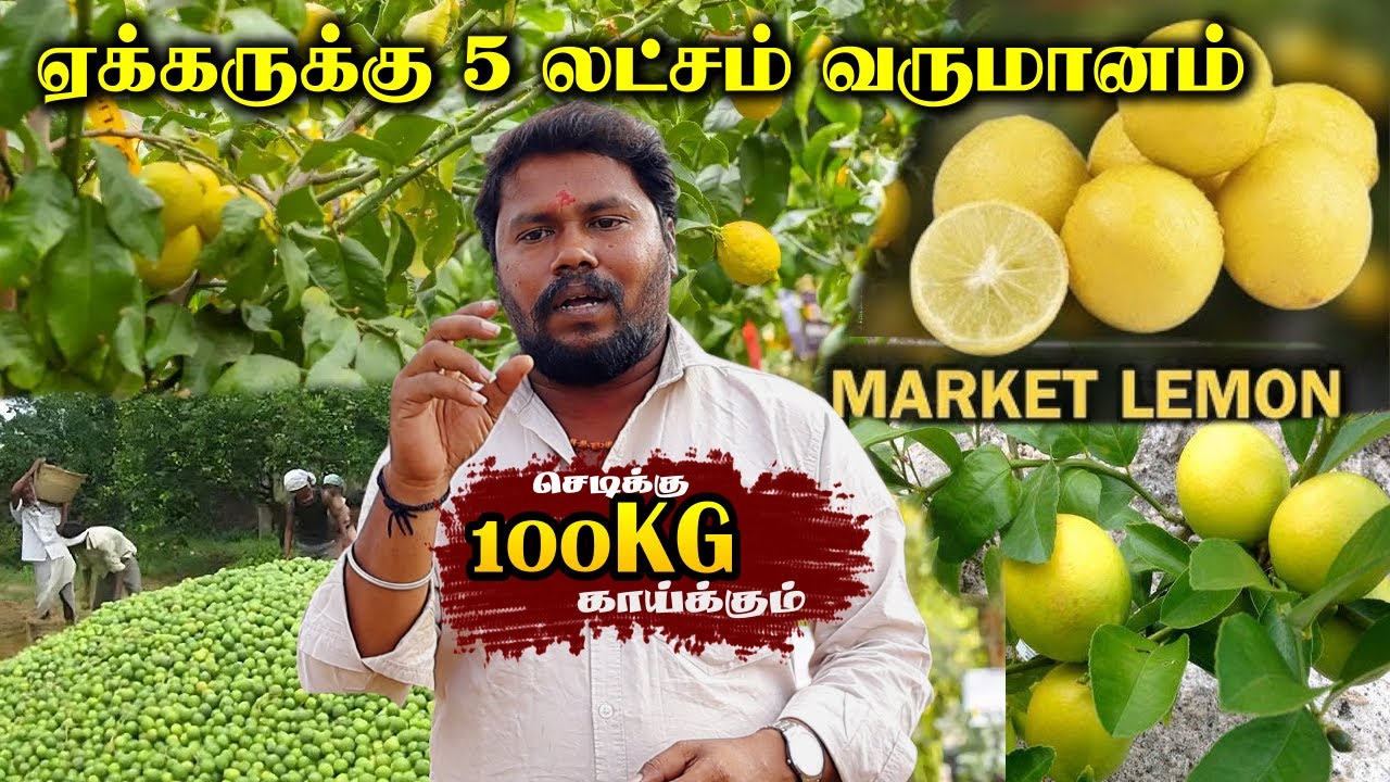 5 லட்சம் லாபம் தரும் Market எலுமிச்சை | செடிக்கு 100Kg வரை காய்க்கும் | Market Lemon Cultivation