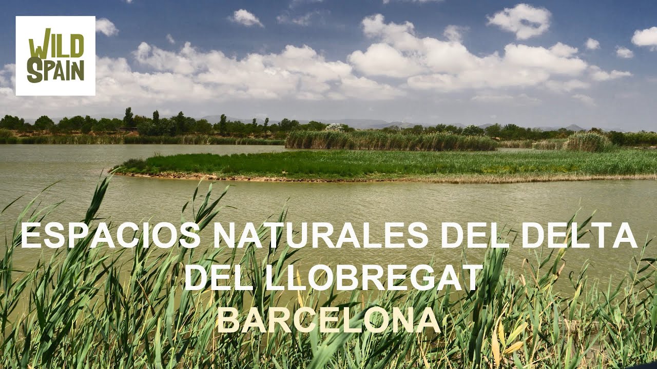 Wild Spain - Capítulo 212 - Espacios Naturales del Delta del Llobregat, Barcelona.