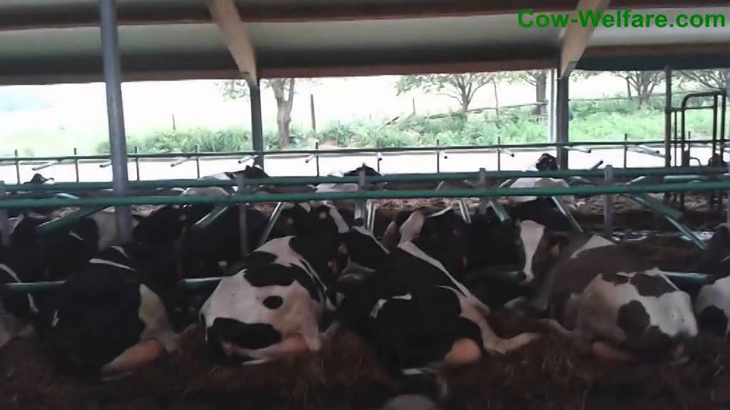 Laying behavior: Holstein dairy cows.