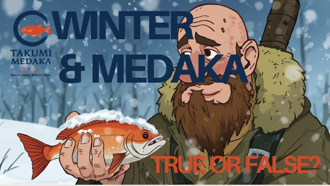 How to Winterize Your Medaka Fish (and Keep Them Alive!)