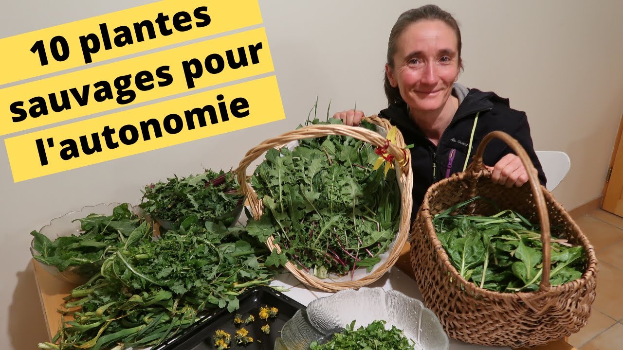 😋🍀10 PLANTES SAUVAGES POUR L'AUTONOMIE ALIMENTAIRE😋🍀