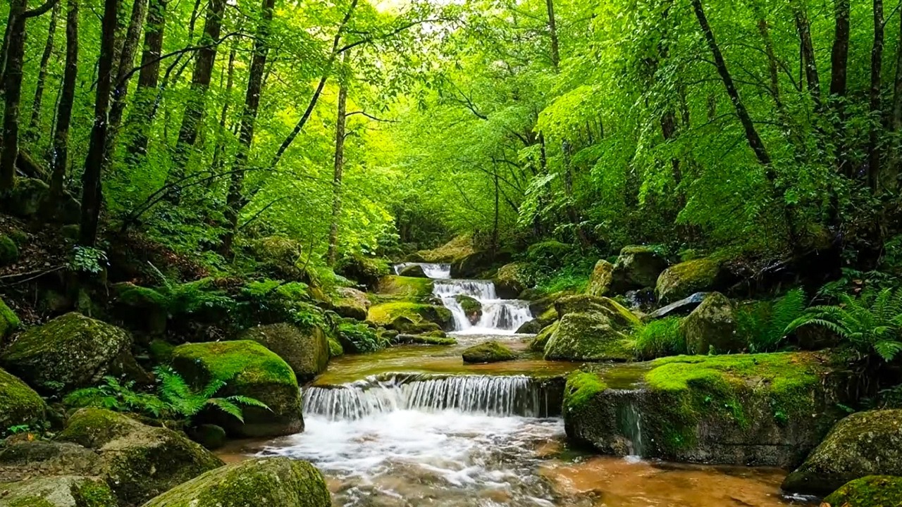 Relaxing Forest Sounds, Melody of Birds Chirping, Relaxing Stream Sounds, ASMR