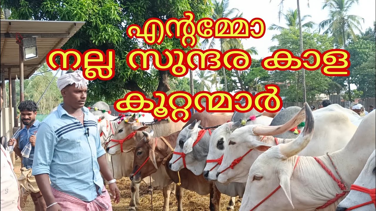 കൂറ്റൻ കാളകൾ-കിന്റൽ തൂക്കമുള്ളത് -40000ൽ താഴെ വിലക്കും 🔥
