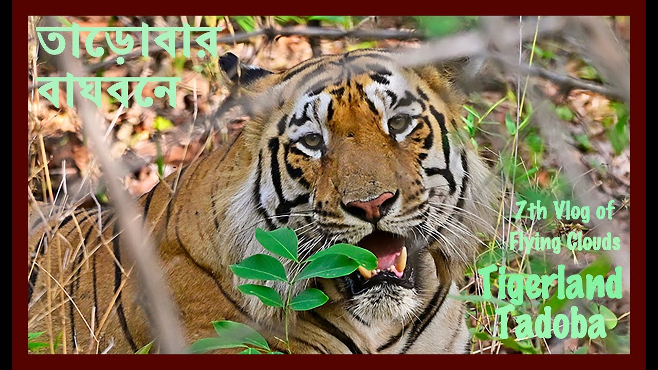 Tigerland Tadoba | তাড়োবার বাঘবনে | 7th Vlog of Flying Clouds | Howrah Nagpur Tadoba | May 2024
