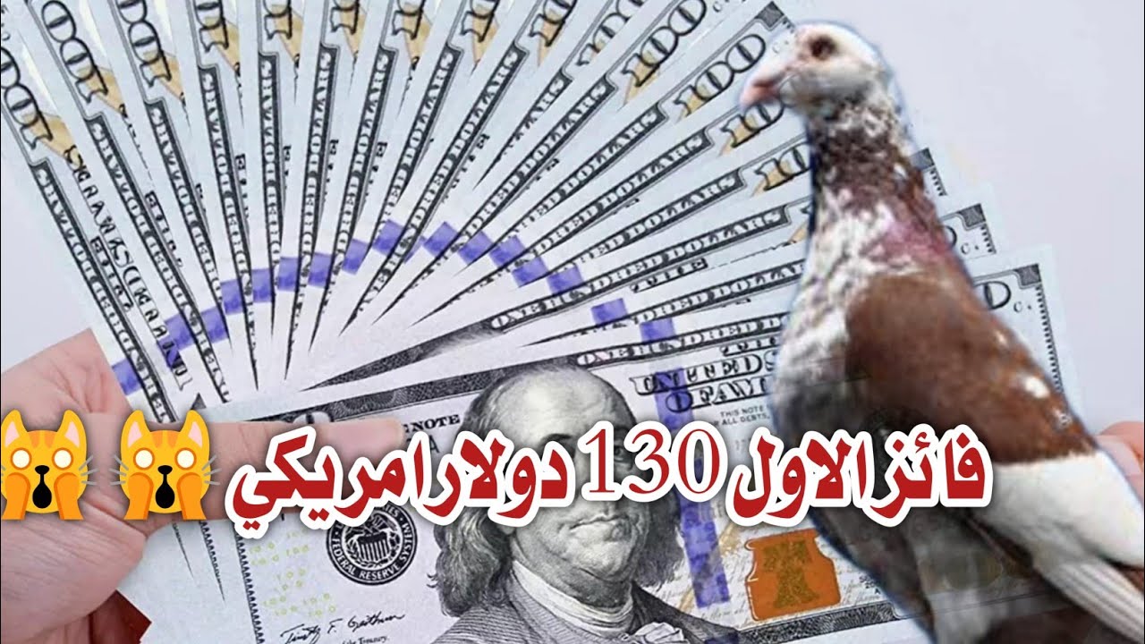 اكبر نهائي في العالم لطيور زاجل سباق نقطة الملوك الدوليه بقيادة الكبير محمد جبار عمو بابا