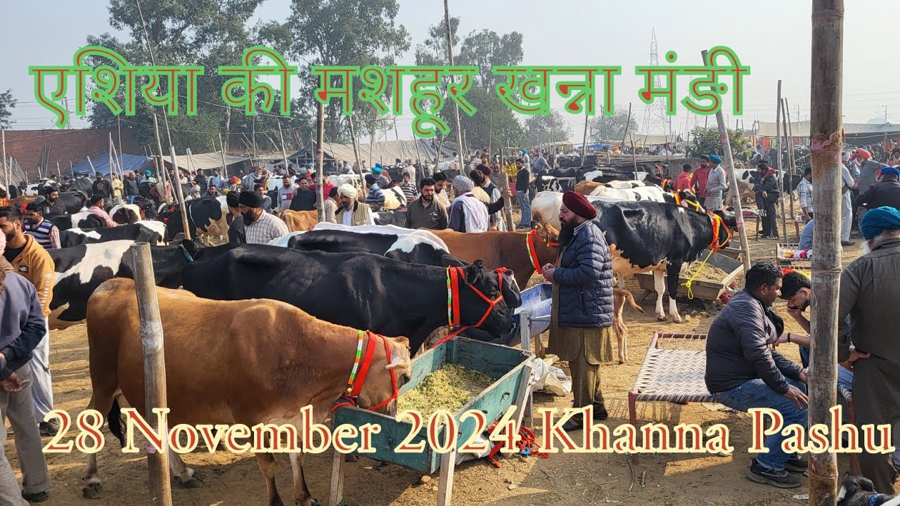 एशिया की मशहूर खन्ना मंङी | 28 November 2024 Khanna pashu mandi #khannapashumandi
