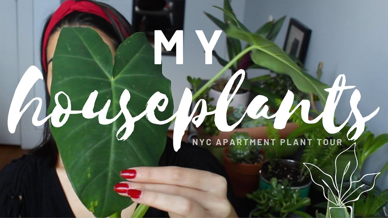 MY HOUSEPLANT COLLECTION | New York City Apartment Plant Tour