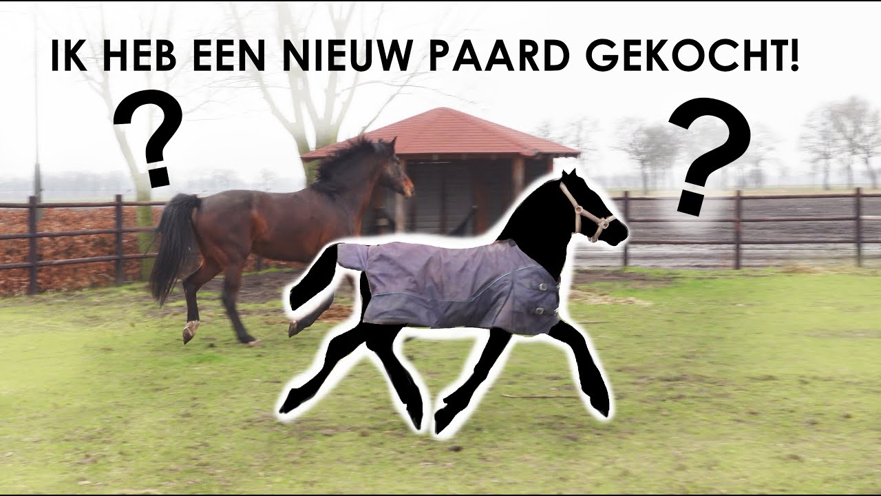 Ontmoet mijn nieuwe paard! | Nieuw maatje voor Jai na het verlies van zijn beste vriend Super Guus