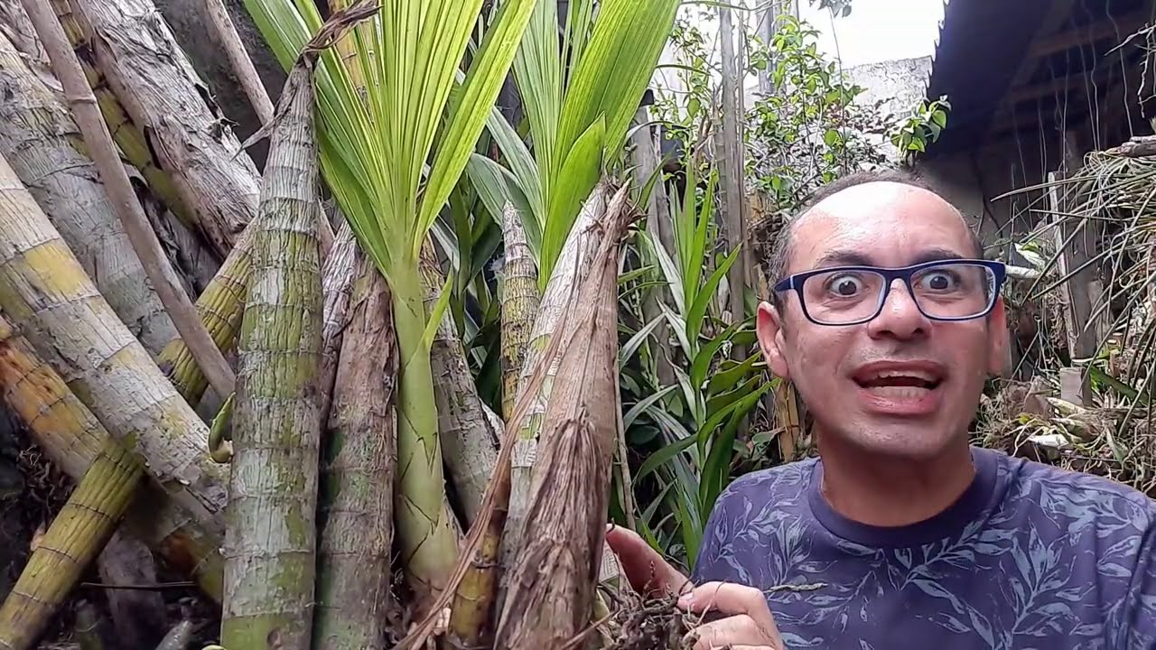 CIRTOPODIUM DÚVIDAS NUNCA MAIS,  APRENDENDO TUDO SOBRE ORQUÍDEAS
