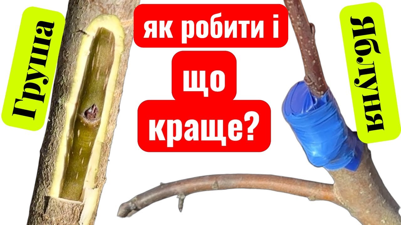 Пояснюю на прикладі яблуні і груші що краще робити весною, чи щеплювати чи окулірувати.