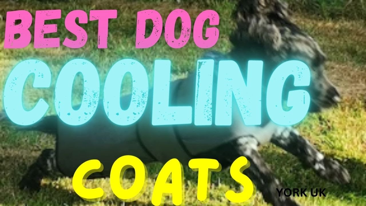 Best Dog Cooling Coats York UK | Pet Devotion