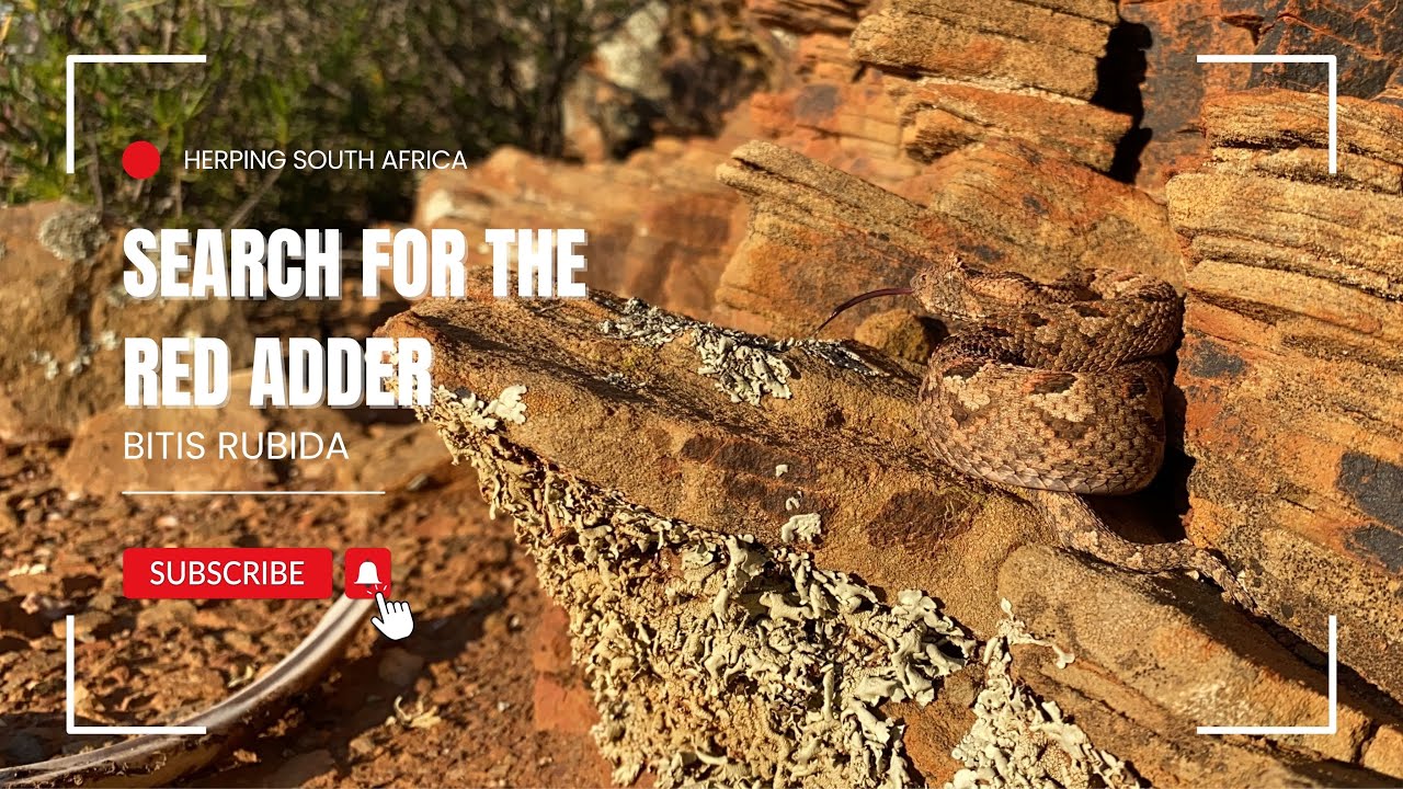 Herping for the Beautiful Red Adder (Bitis rubida) | Herping South Africa